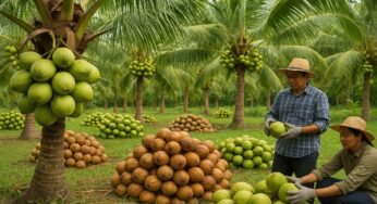Investor dari Tiongkok Tanam Modal di Sektor Kelapa: Dorong Hilirisasi dan Perekonomian Lokal