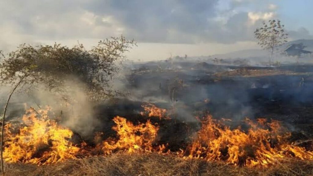 Kebakaran Hutan di Riau Kurang dari 24 Jam Lahan Sebesar 1000 Hektar Ludes Terbakar