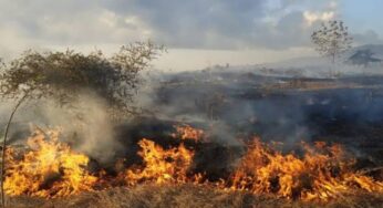 Kebakaran Hutan di Riau: Kurang dari 24 Jam Lahan Sebesar 1000 Hektar Ludes Terbakar