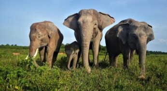 Wisata Lampung: 5 Destinasi Utama yang Wajib Dikunjungi Tahun Ini